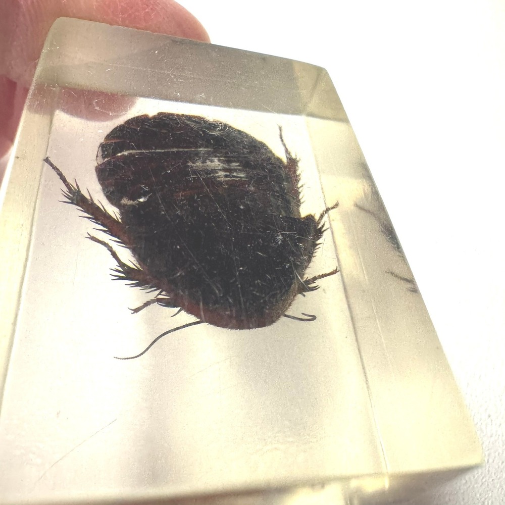 Real Insect Specimen Encased in Resin Display Paperweight 1.5" x 1"‎